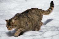 Felis silvestris