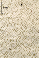Piptoporus betulinus