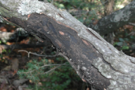 Biscogniauxia mediterranea