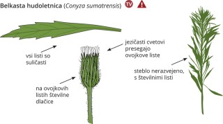 Podatki o sliki, izvirna velikost.