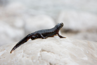 Triturus alpestris