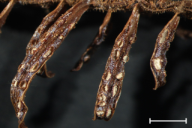 Aecidium elatinum