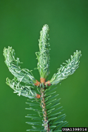 Mindarus abietinus