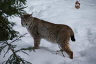 Lynx lynx