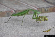 Mantis religiosa