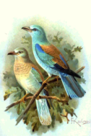 Coracias garrulus