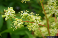 Ailanthus altissima