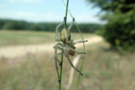 Cheiracanthium punctorium