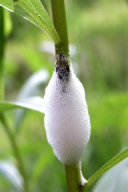 Aphrophora salicina