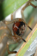 Cheiracanthium punctorium
