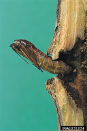 Sciapteron tabaniformis