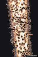 Helicomyia saliciperda