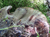 Phaeolus schweinitzii