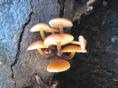 Flammulina velutipes