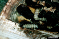 Aegeria apiformis
