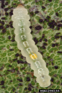 Phyllonorycter robiniella