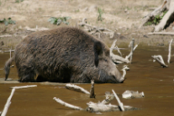 Sus scrofa