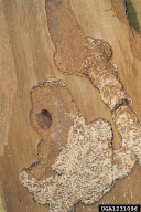 Tetropium castaneum
