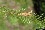 Epinotia tedella
