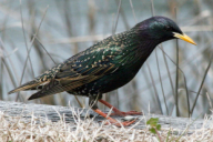 Sturnus vulgaris