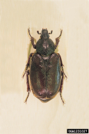 Osmoderma eremita