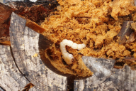 Calcophora mariana