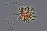 Tubakia dryina