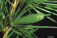 Zeiraphera diniana