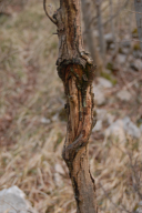 Botryosphaeria dothidea