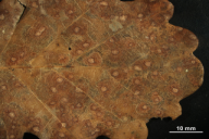 Tubakia dryina