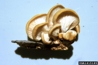 Pleurotus ostreatus