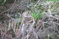 Fringilla montifringilla