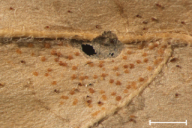 Cronartium asclepiadeum