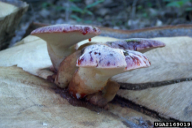 Fistulina hepatica