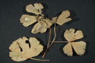 Aecidium aquilegiae