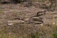 Caprimulgus europaeus