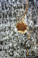 Anoplophora glabripennis