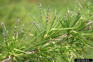 Sacchiphantes viridis