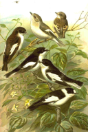 Ficedula albicollis