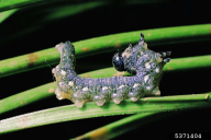 Neodiprion sertifer