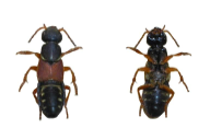 Staphylinus caesareus