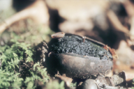 Ciboria batschiana