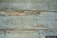 Hylotrupes bajulus