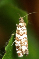 Epinotia tedella