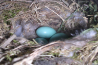 Phoenicurus phoenicurus