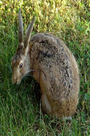 Lepus europaeus