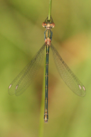 Chalcolestes viridis