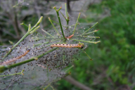 Yponomeuta cagnagella