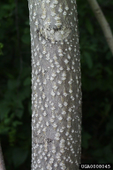 Ailanthus altissima