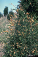 Didymascella thujina